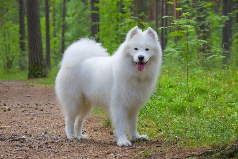 Samojede
