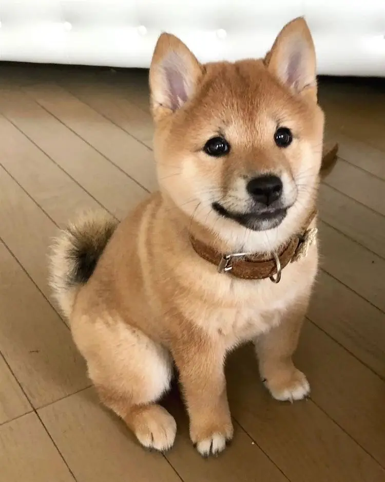 Shiba Inu