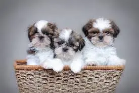 Shih Tzu