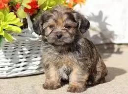 Shorkie Cubs