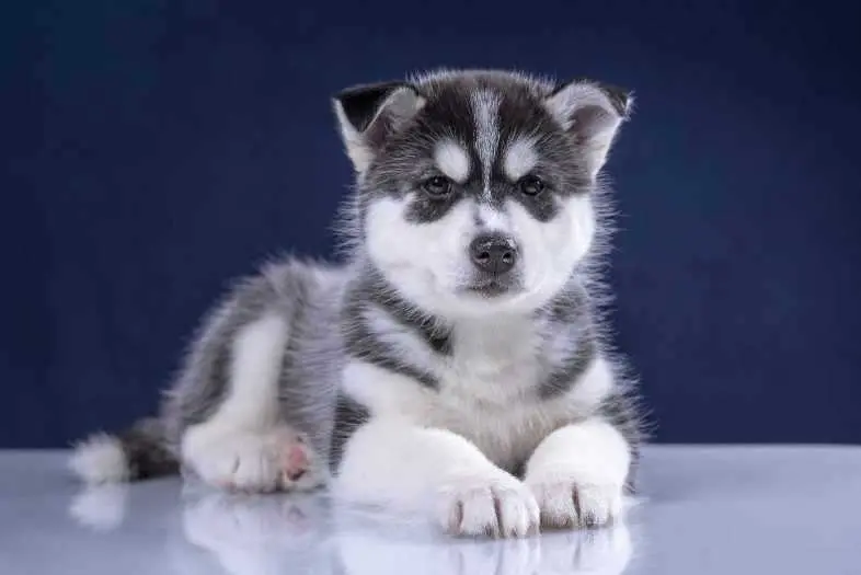 Sibirischer Husky