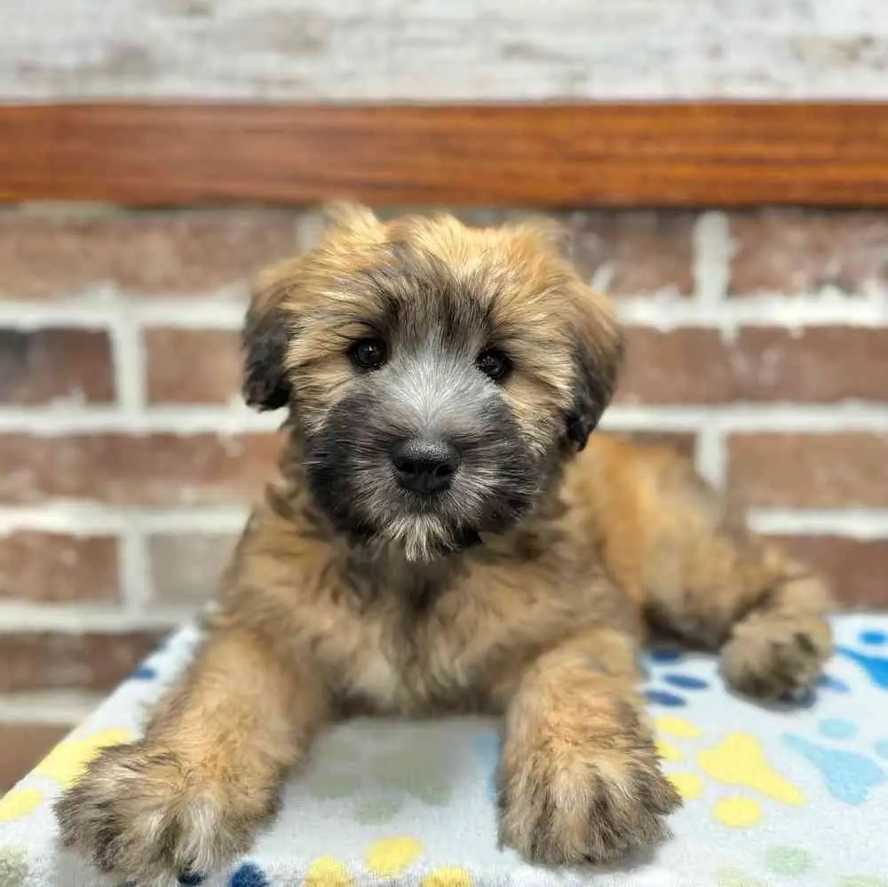 Soft Coated Wheaten Terrier