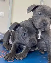 Staffordshire Bullterrier