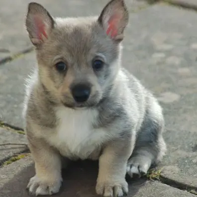Schwedischer Schäferhund