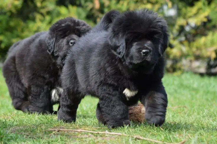 Tibetdogge