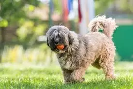 Tibet Terrier