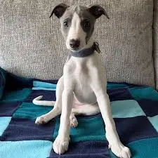 Whippet
