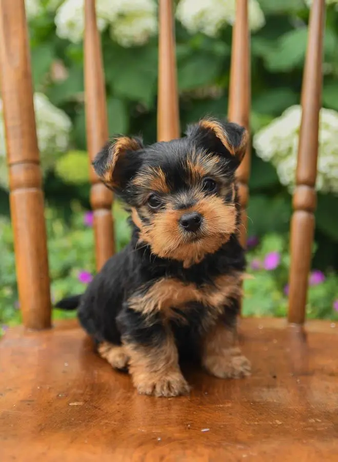 Yorkie