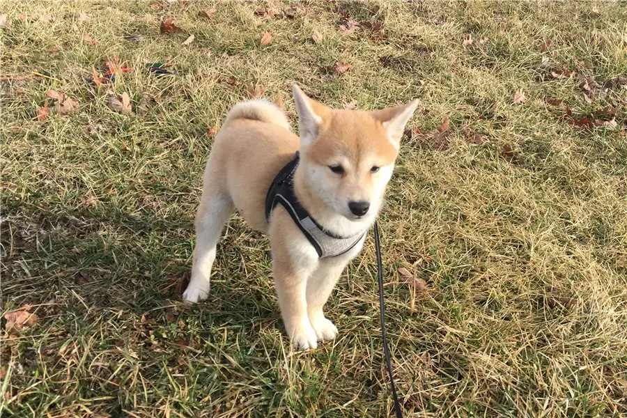 Akio