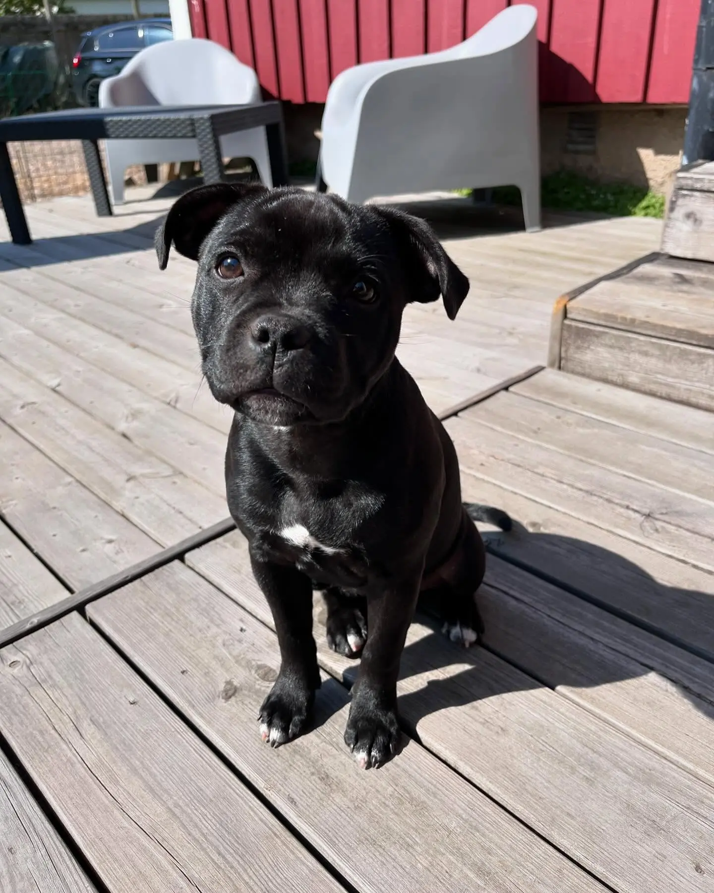 Ayla