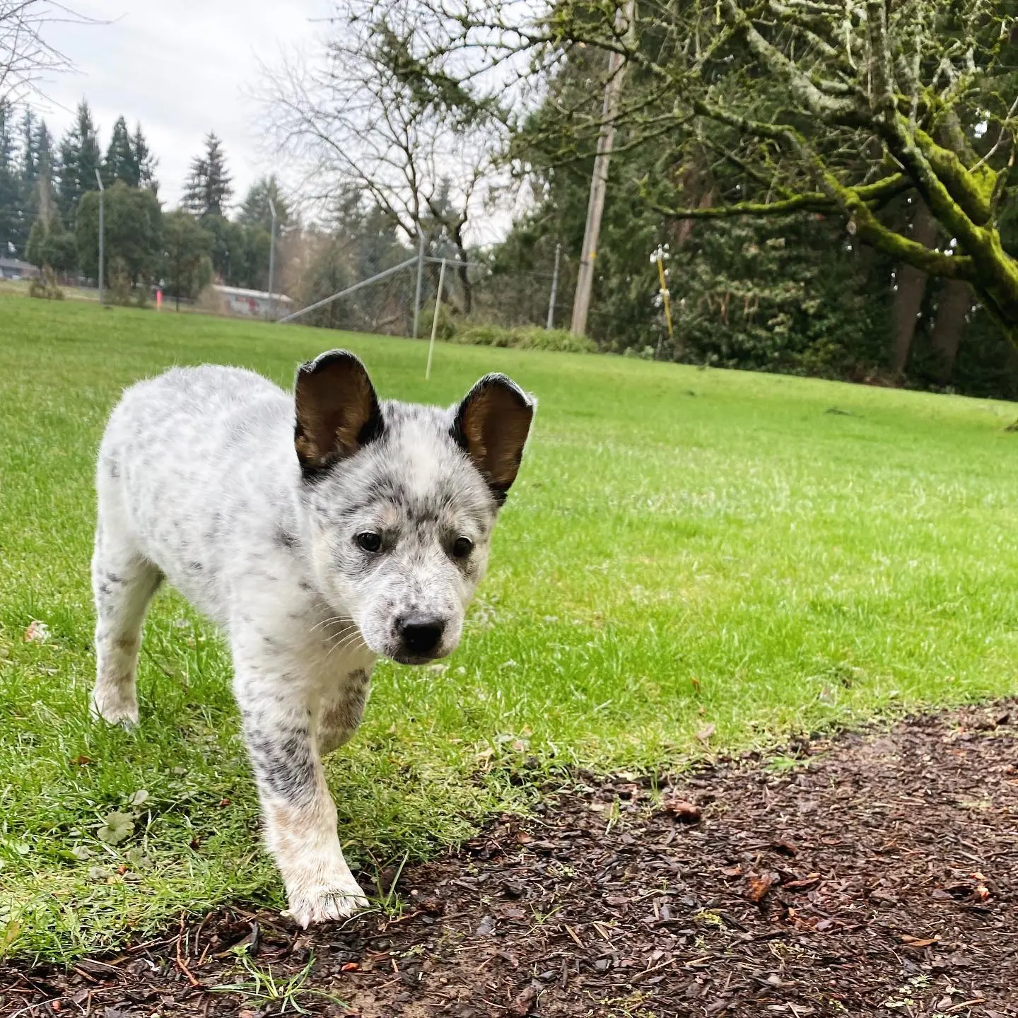 Bandit
