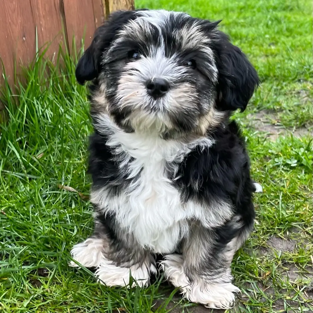 bea