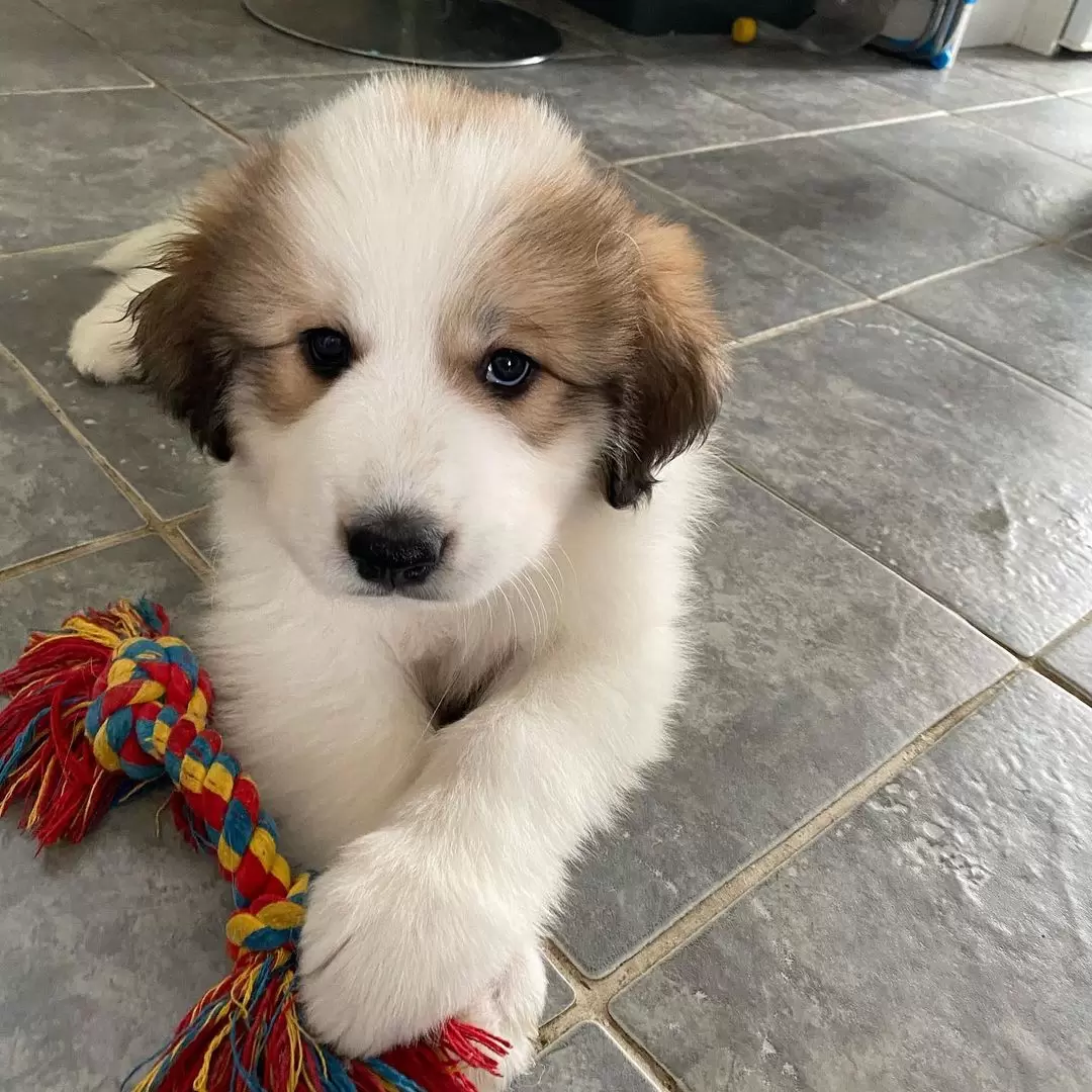 Bella-4