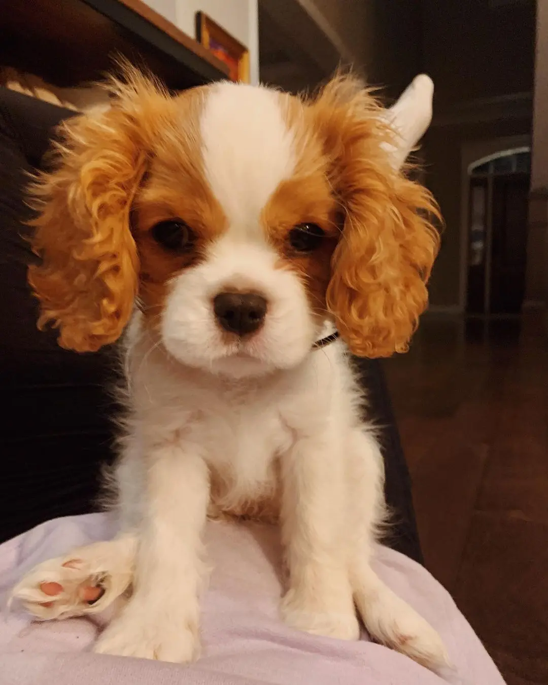 Bella