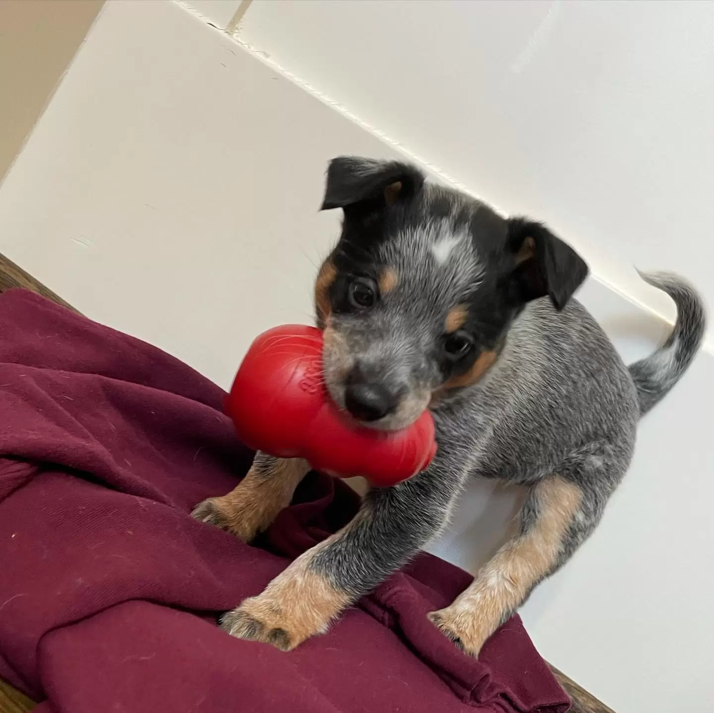 Bluey-2