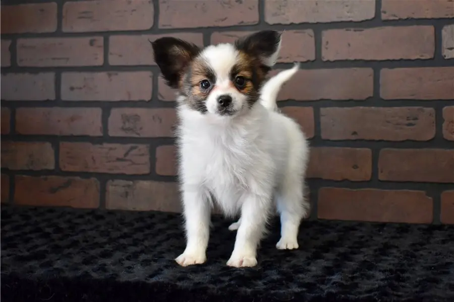 Chester
