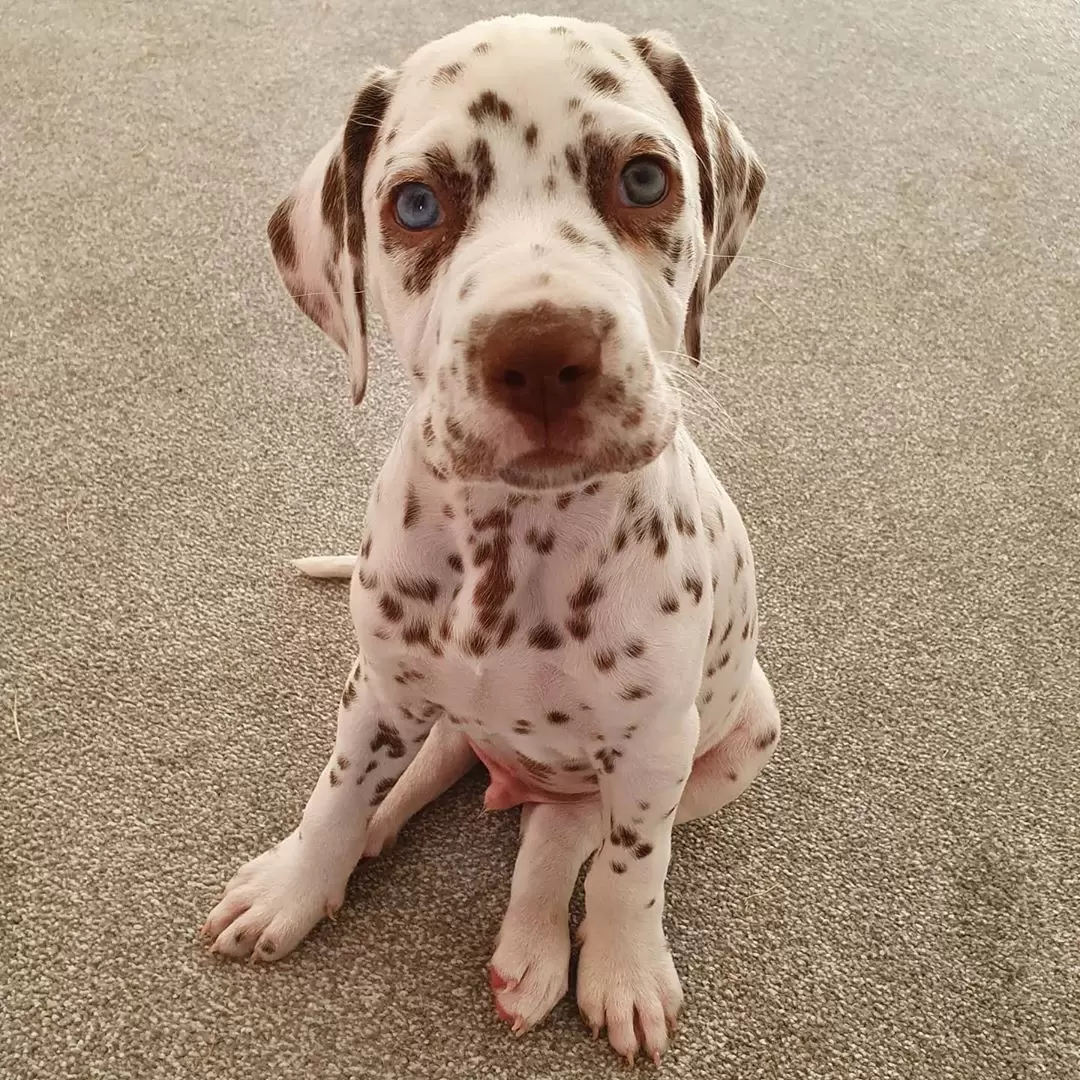 Clyde