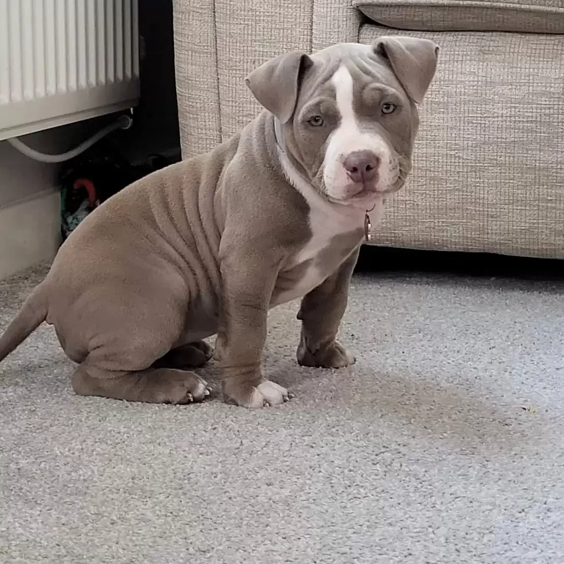 Darla