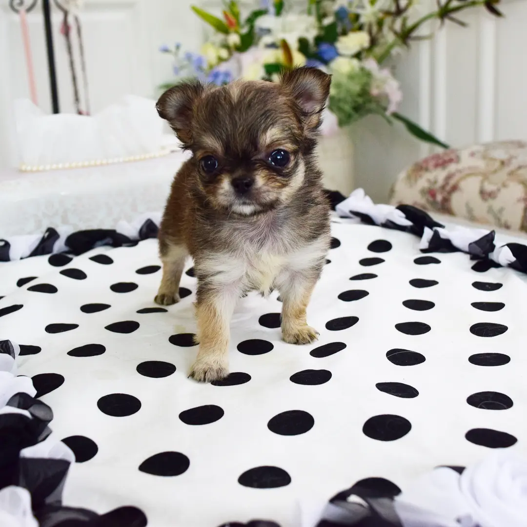 Dixie