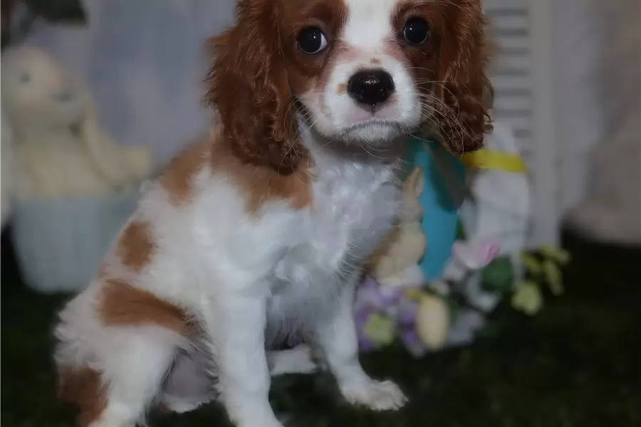 Fabio