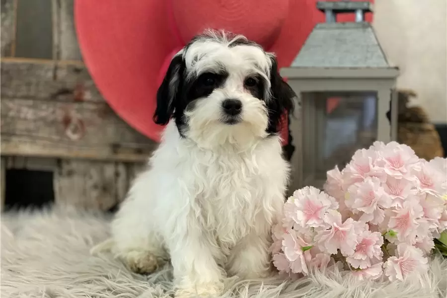 Georgie