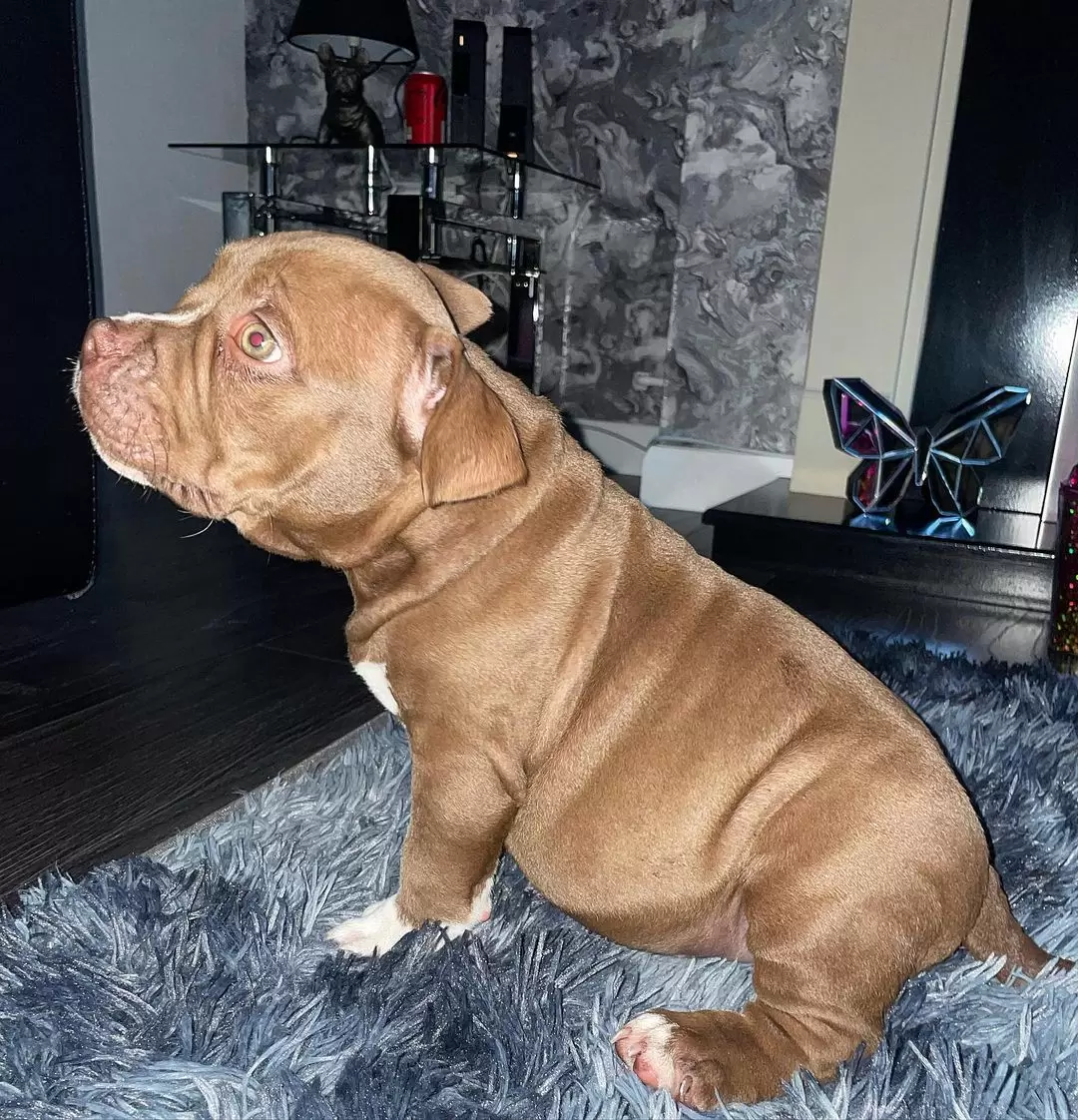 Hugo
