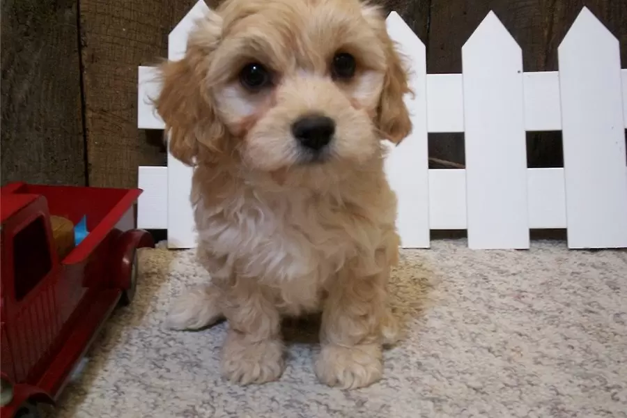 Humphrey