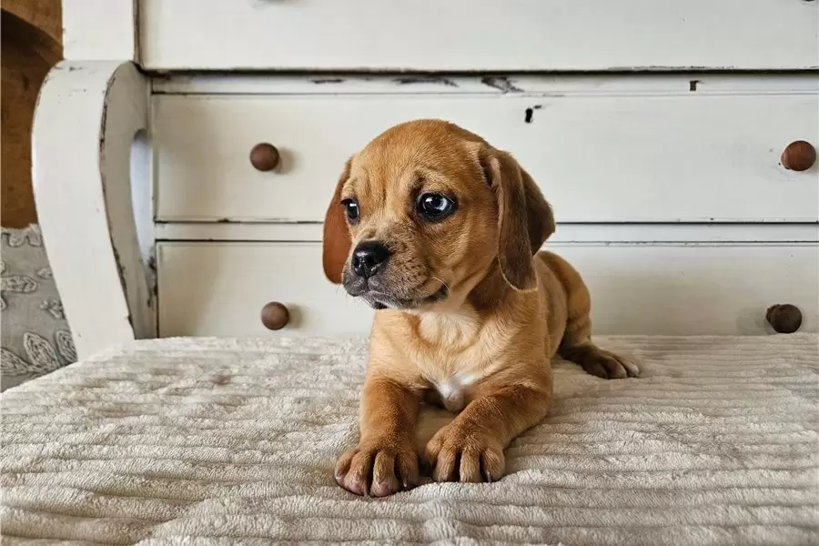 Inez