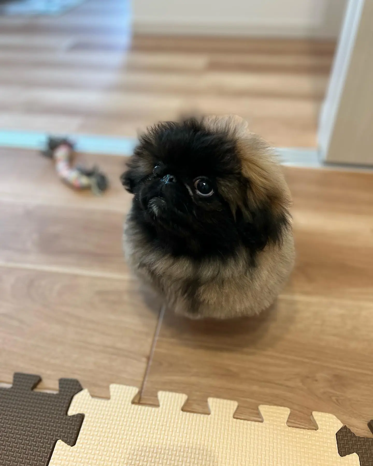 Kuku