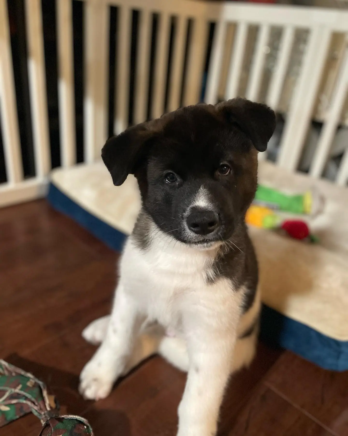Kuma