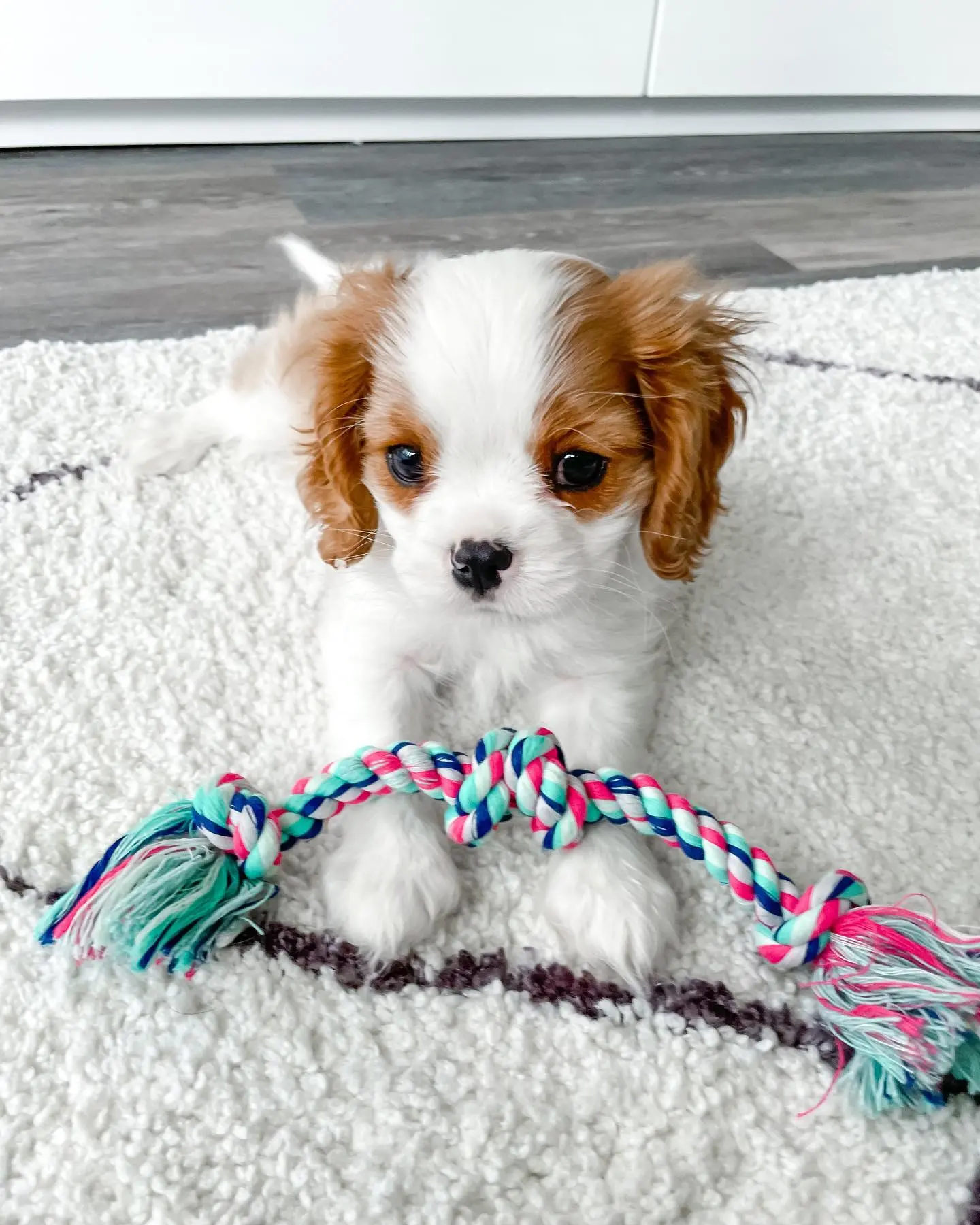 louie