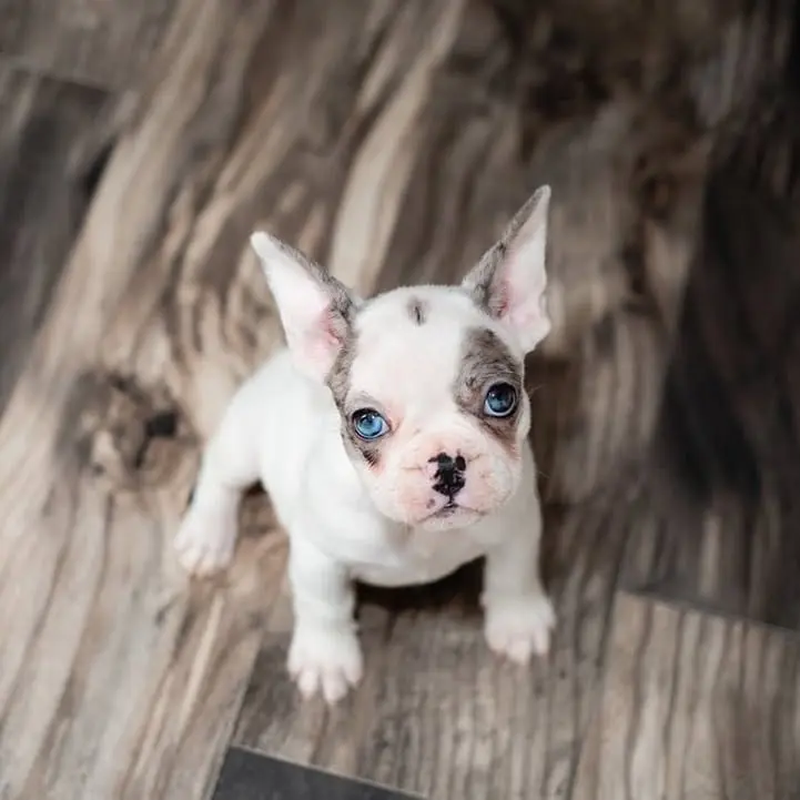 Molly