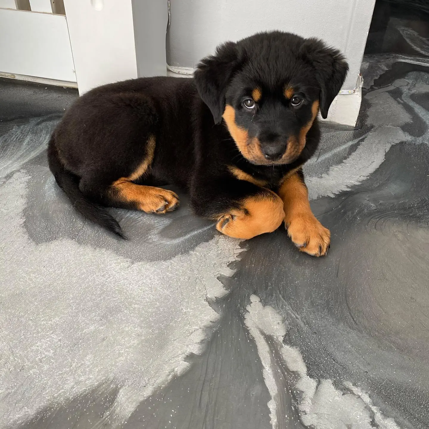 Myla