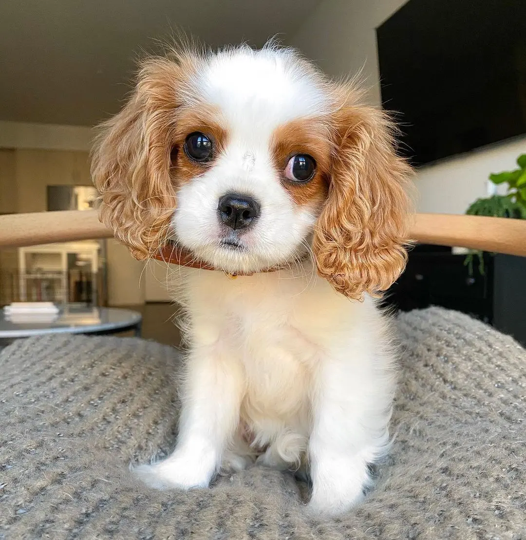 Penny
