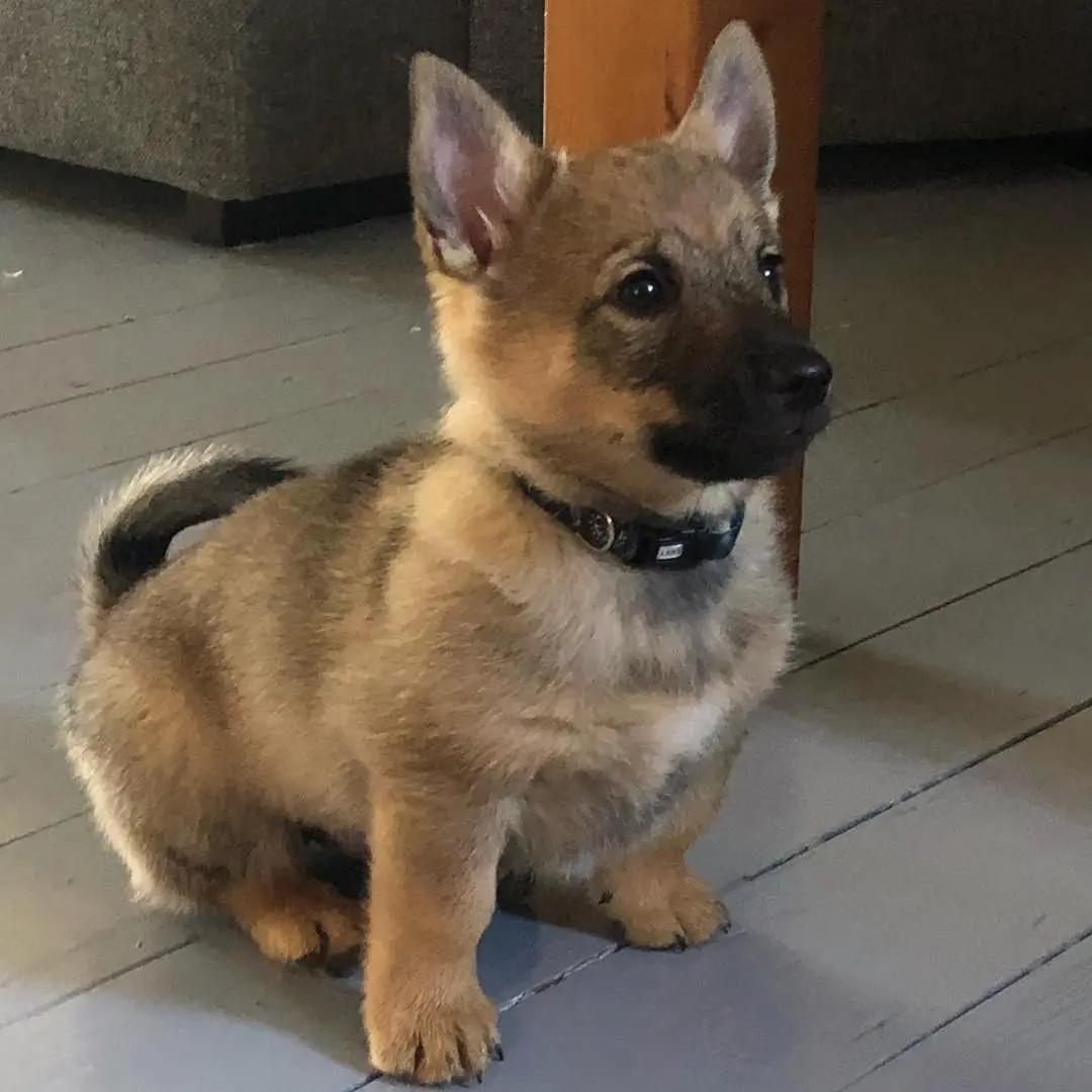 Rollo