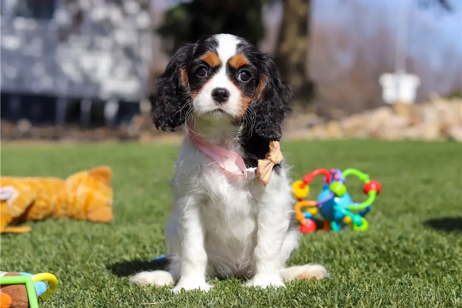 Rosie