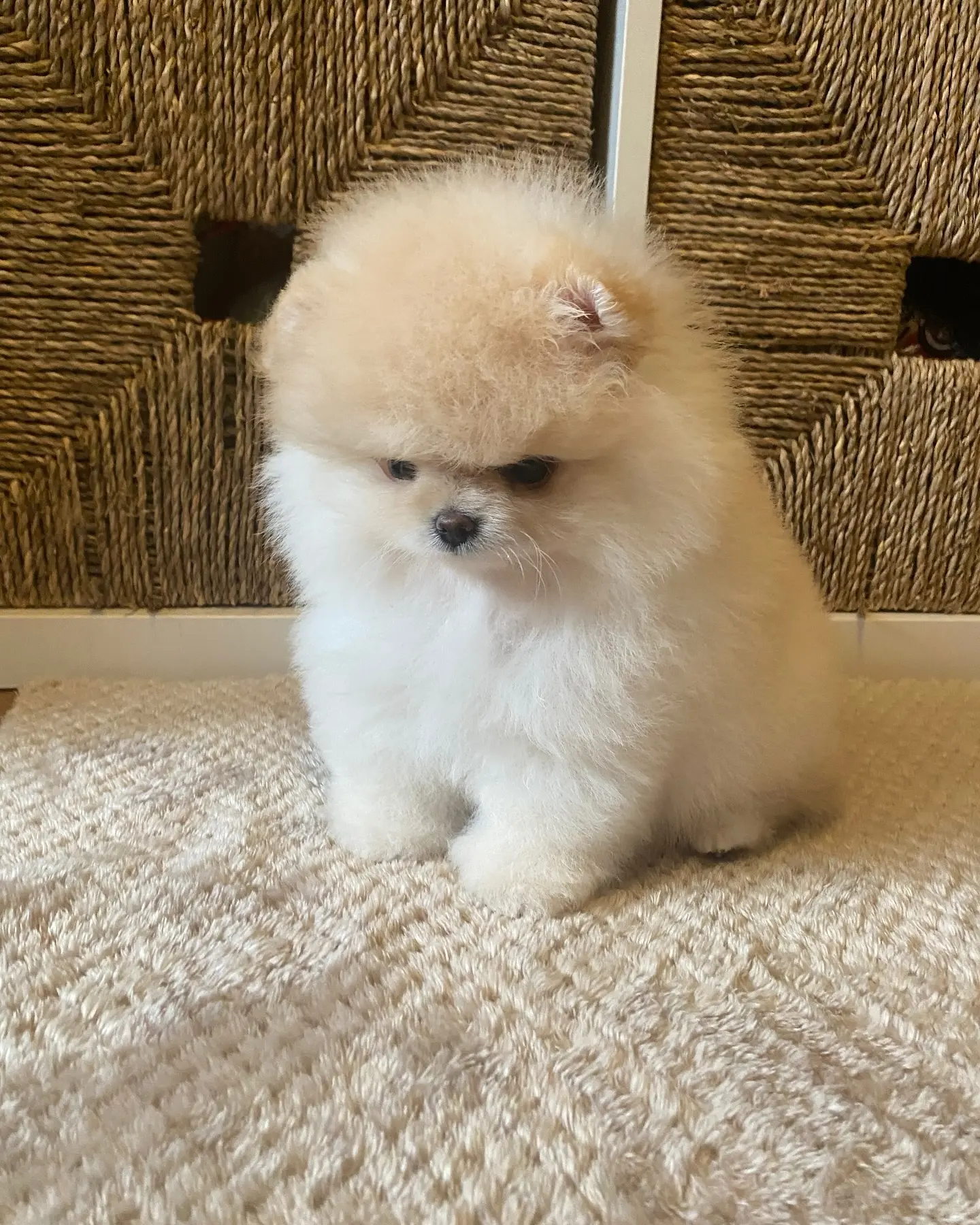 Teddy 6