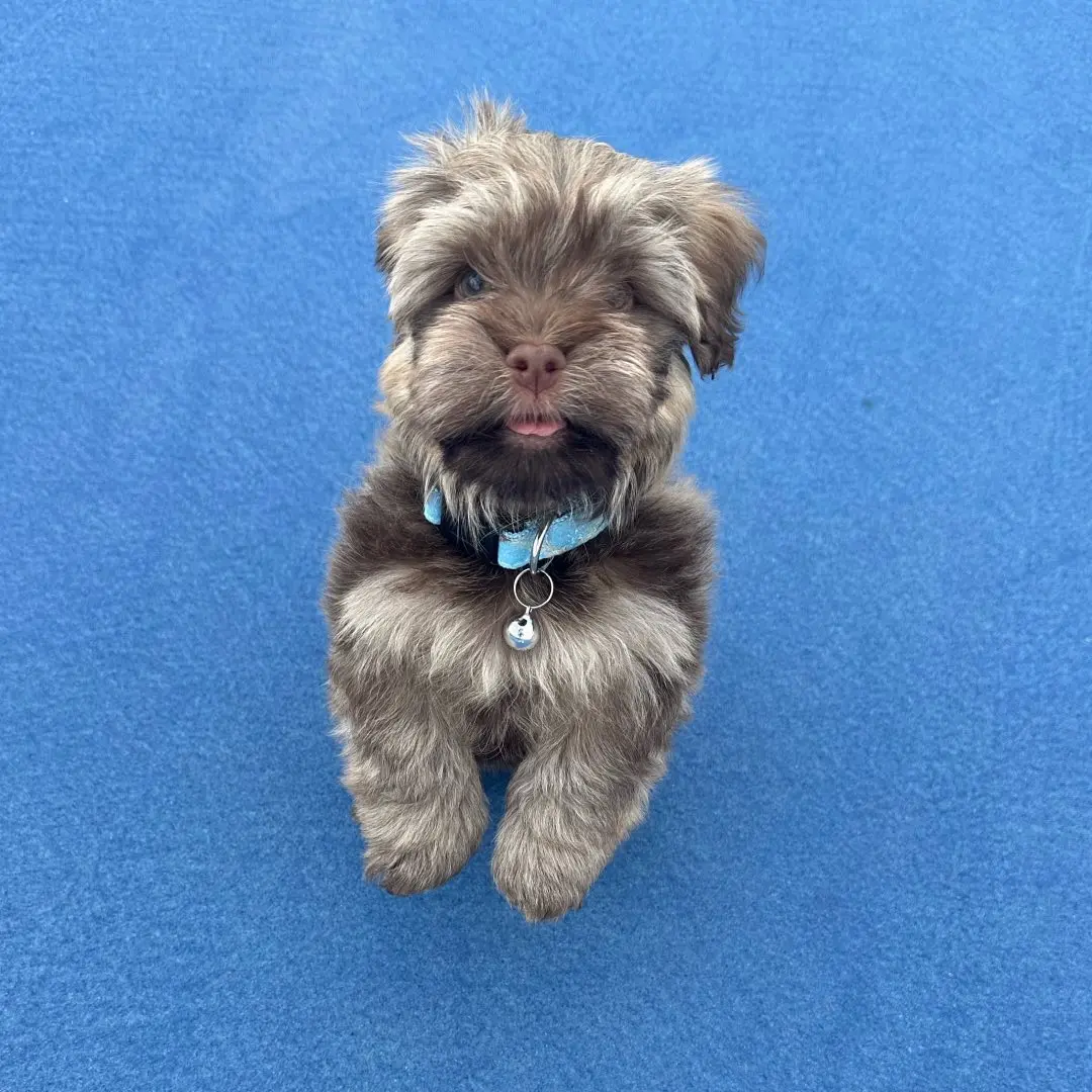 Teddy