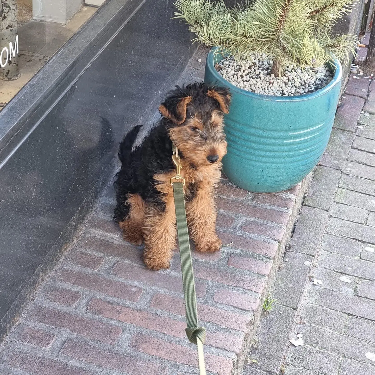 Teddy Männlich