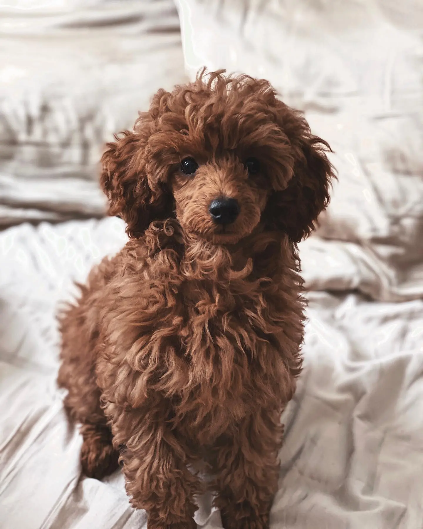 Toffee