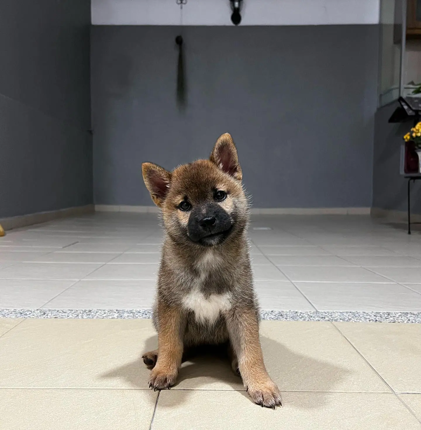 Whiskey