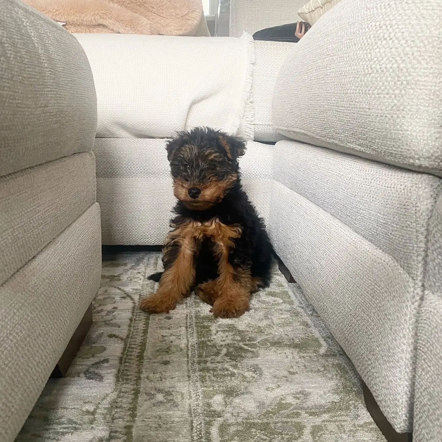 Wilson